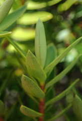 Veronica diosmifolia