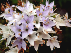 Veronica diosmifolia
