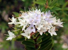 Veronica diosmifolia