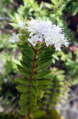 Veronica diosmifolia