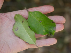 Melicytus macrophyllus