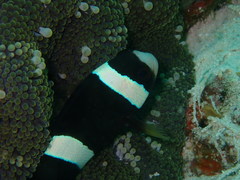Amphiprion