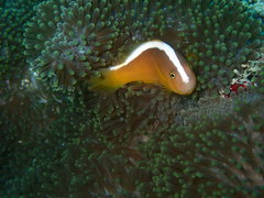 Amphiprion sandaracinos