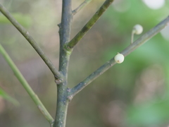 Melicytus macrophyllus