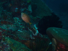 Pycnochromis atripes