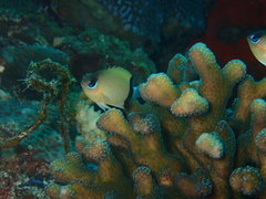 Pycnochromis retrofasciatus