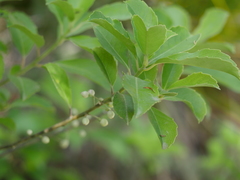 Melicytus macrophyllus