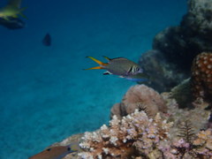 Chromis xanthura