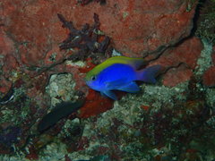 Chrysiptera bleekeri