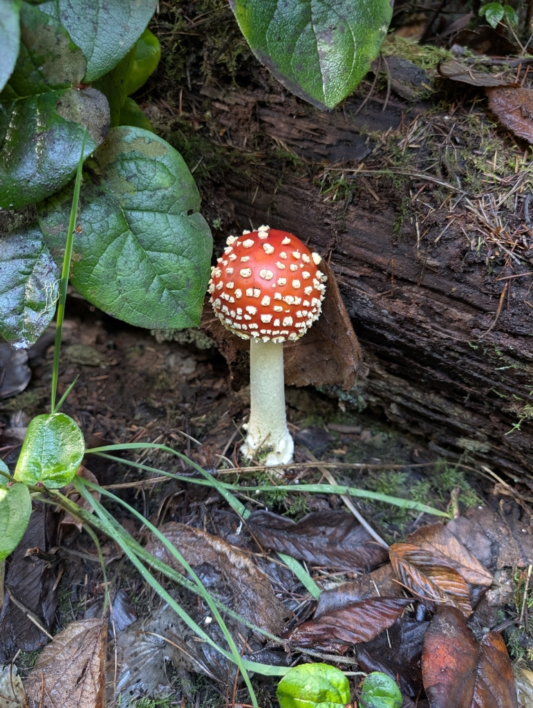 Amanita muscaria flavivolvata · November 2025 · photo: © starofazura (iNaturalist, cc-by)