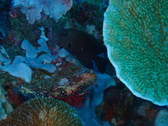 Pomacentrus brachialis