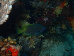 Pomacentrus nigromarginatus
