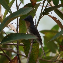 Myiagra rubecula