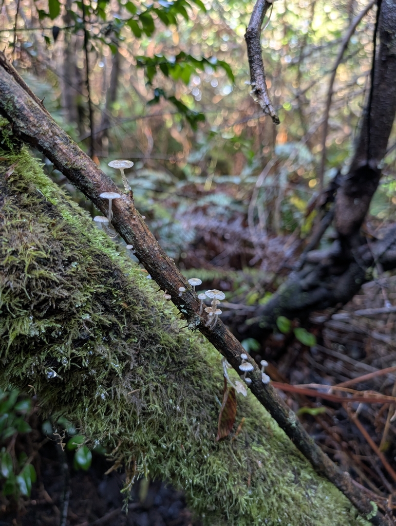 Roridomyces roridus · November 2025 · photo: © starofazura (iNaturalist, cc-by)