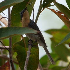 Myiagra rubecula