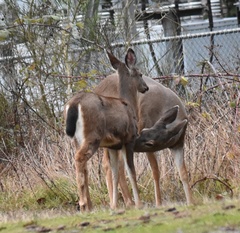 Odocoileus hemionus columbianus