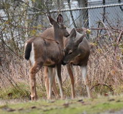 Odocoileus hemionus columbianus