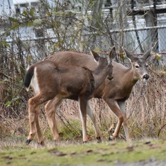 Odocoileus hemionus columbianus