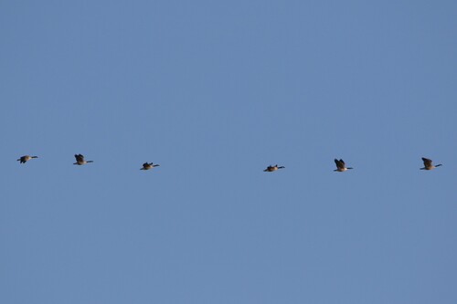 Canada Goose