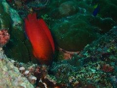 Labracinus cyclophthalmus