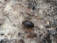 Corylophidae