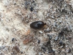Corylophidae