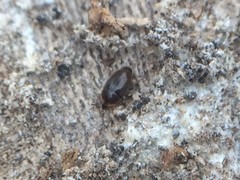 Corylophidae