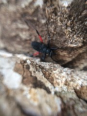 Microtomus purcis