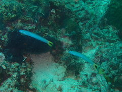 Ptereleotris heteroptera