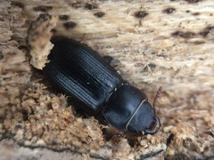 Tenebroides americanus