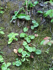 Pectiantia pentandra