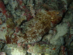 Leptoscarus vaigiensis