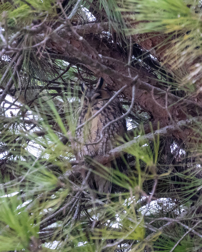 View observation of {o.common_name} on iNaturalist