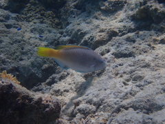 Scarus hypselopterus