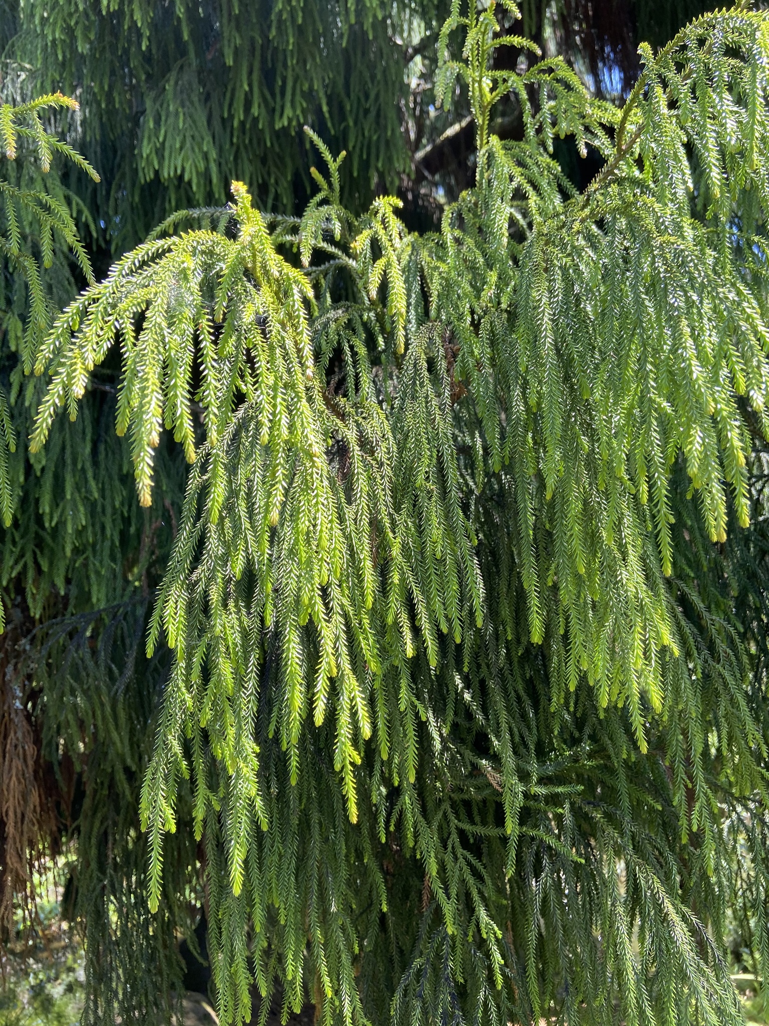 Dacrydium cupressinum