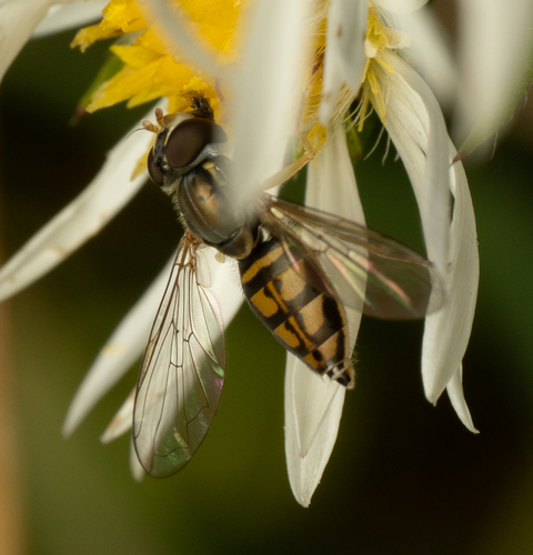 Unknown species found near Clinton, TN 37716, USA