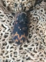 Eucicones marginalis