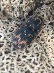 Eucicones marginalis