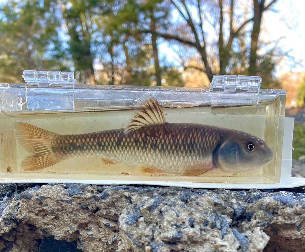 Bluehead Chub