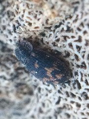 Eucicones marginalis