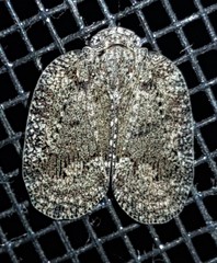 Aprivesa