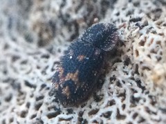 Eucicones marginalis