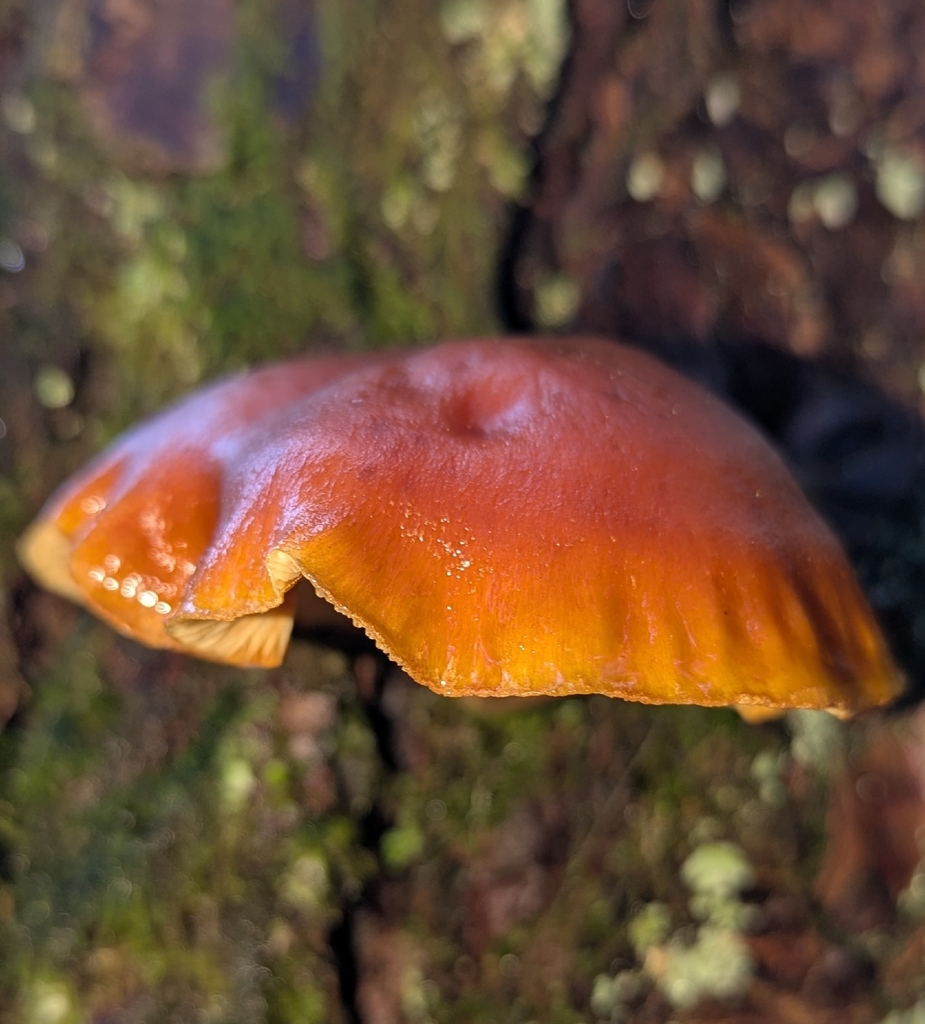 Gymnopilus hybridus · November 2025 · photo: © benkeen (iNaturalist, cc0)