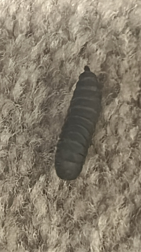 Unknown species found near Carlton Terr, Teaneck, NJ, US