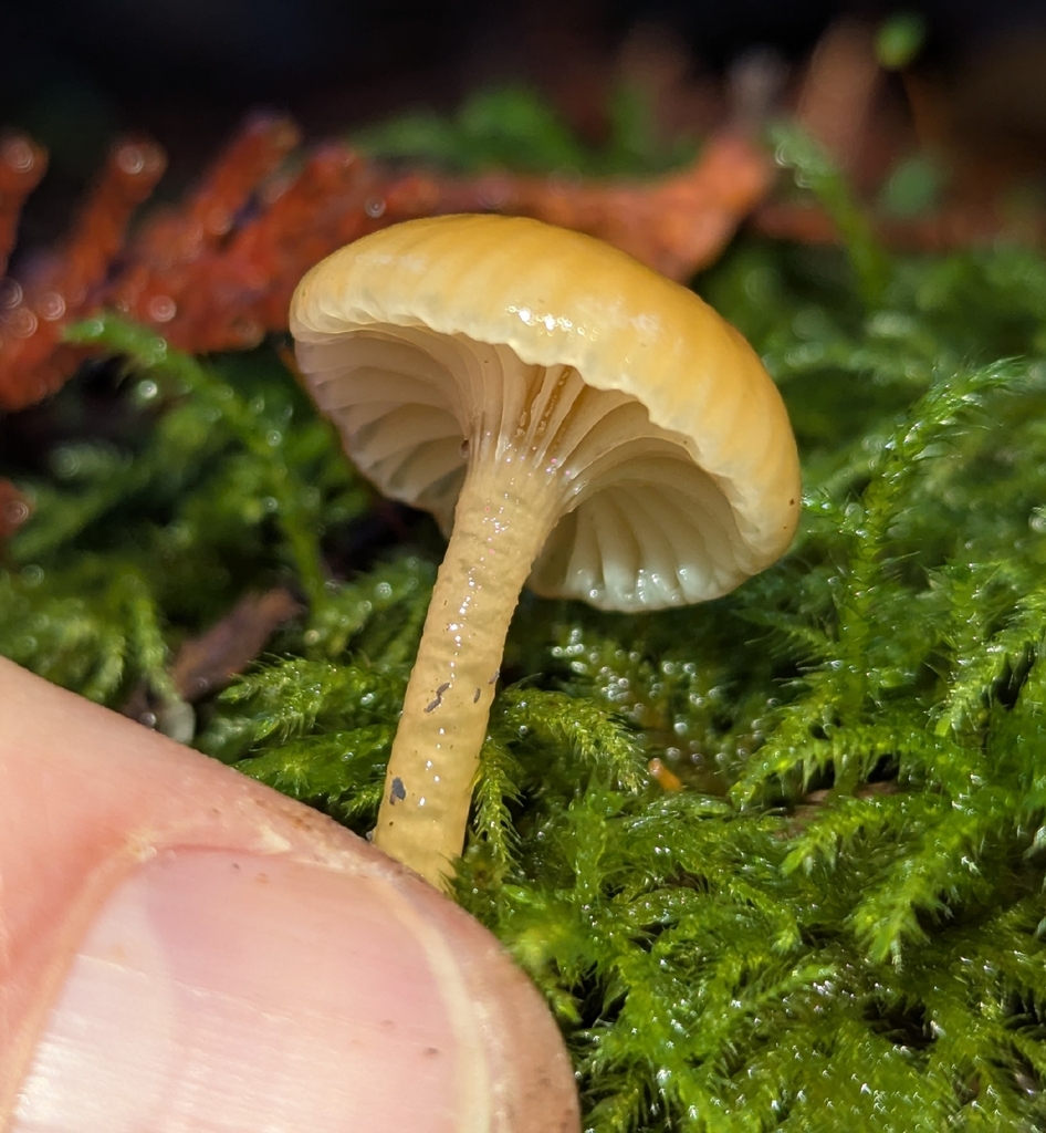 Gliophorus sp. 'laetus-PNW06' · November 2025 · photo: © benkeen (iNaturalist, cc0)