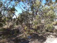 Eucalyptus utilis