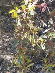 Eucalyptus utilis