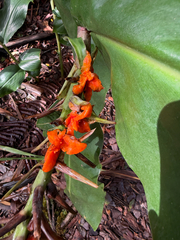 Hedychium gardnerianum, recorded fruiting