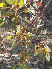 Eucalyptus utilis