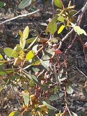 Eucalyptus utilis